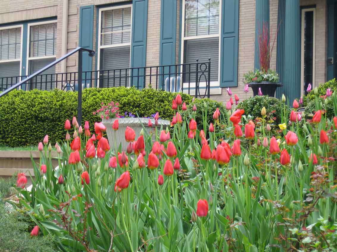 Pink-tulips-featured-in-an-outdoor-residential-garden-landscape